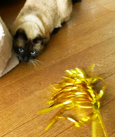 音が鳴るおもちゃで遊ぶ猫