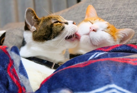 仲良しな2匹の猫