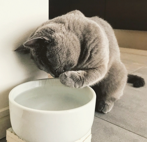 前足で水をすくって飲む猫