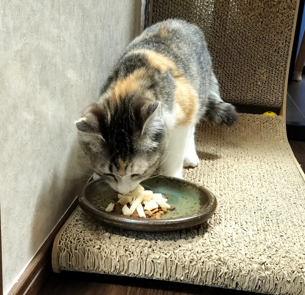 ホタテを食べる子猫